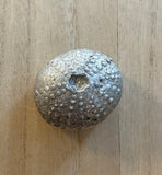 Metal Seashell Magnet