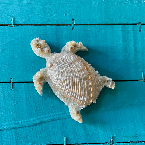 Abalone Shell Turtle Magnet