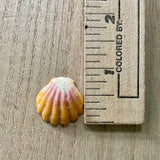 Sunrise & Moonrise Shell
