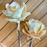 Jingle Shell Rose