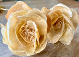 Jingle Shell Rose