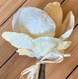Jingle Shell Rose