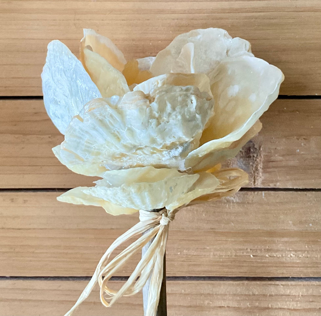 Jingle Shell Rose