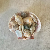 Bulk Shell Pack