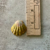 Sunrise & Moonrise Shell