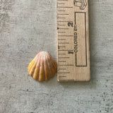 Sunrise & Moonrise Shell