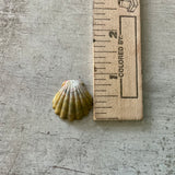 Sunrise & Moonrise Shell