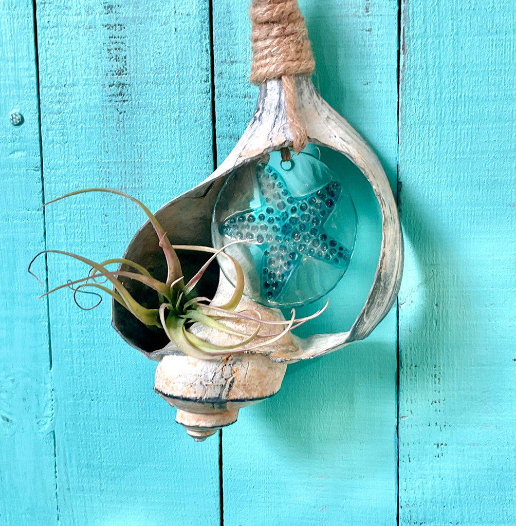 Shell Air Plant Bell