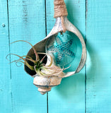 Shell Air Plant Bell