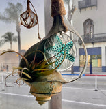 Shell Air Plant Bell