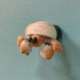 Hermit Crab Magnet