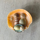 Mini Nativity Shell Scene