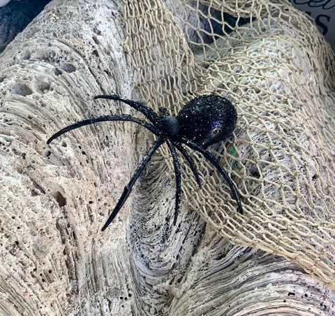 Seashell Spooky Spider