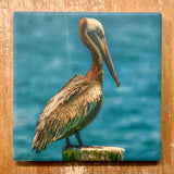 Pelican CA Coaster