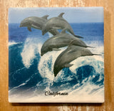 Leaping Dolphin Coaster