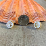 Seashell Wave Abalone Earrings