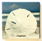 CA Sand Dollar Coaster