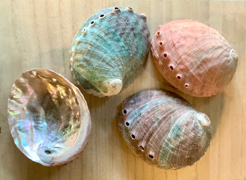 Natural Chino Abalone Shells