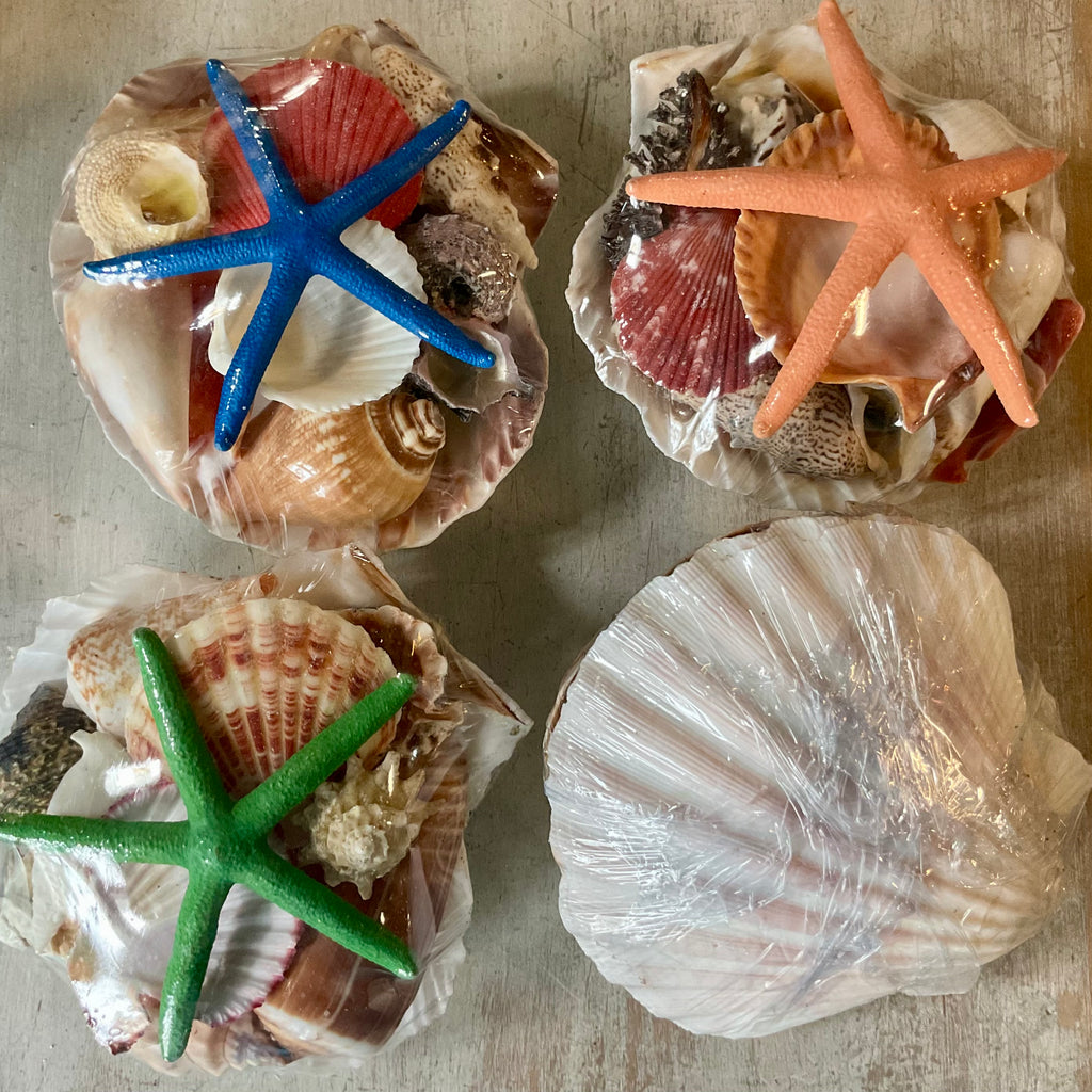 Scallop Starfish Shell Pack