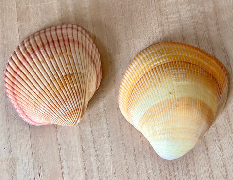 Cockle Clamshell