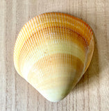 Cockle Clamshell