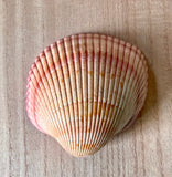 Cockle Clamshell