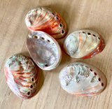 Polished Small Red Abalone Shell
