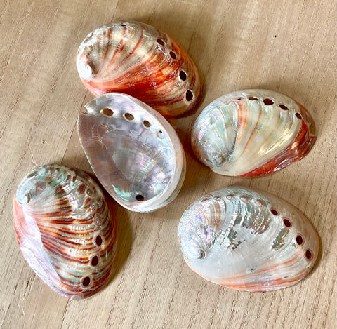 Polished Small Red Abalone Shell