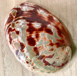 Polished Small Red Abalone Shell
