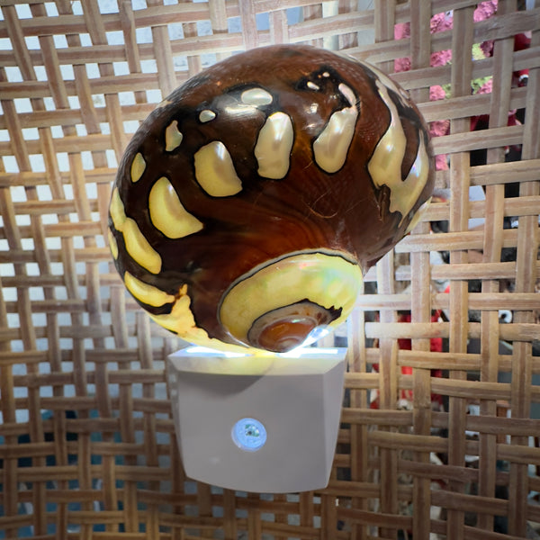 Soft Glow Shell Night Light – Sea Things Ventura