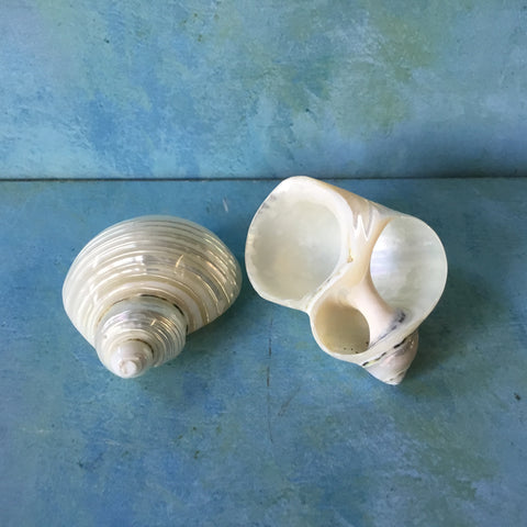 Turbo Shell Napkin Ring