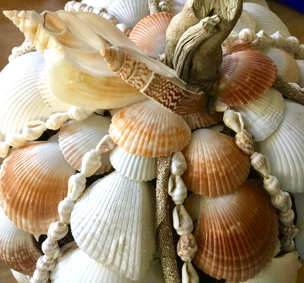 Seashell Harvest Pumpkin – Sea Things Ventura