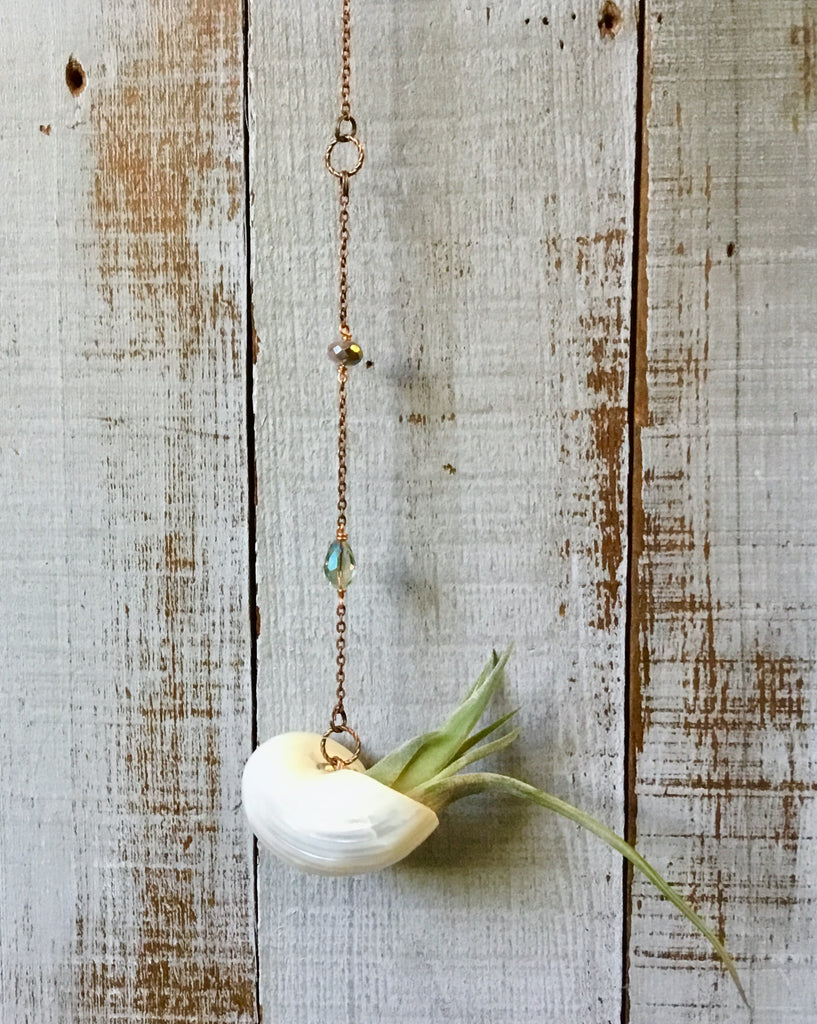air plant for car Seashell Car Charm Air Plant Hanger – Sea Things Ventura