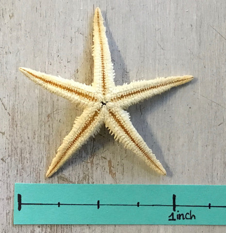 $1 Starfish 1”-1.25”