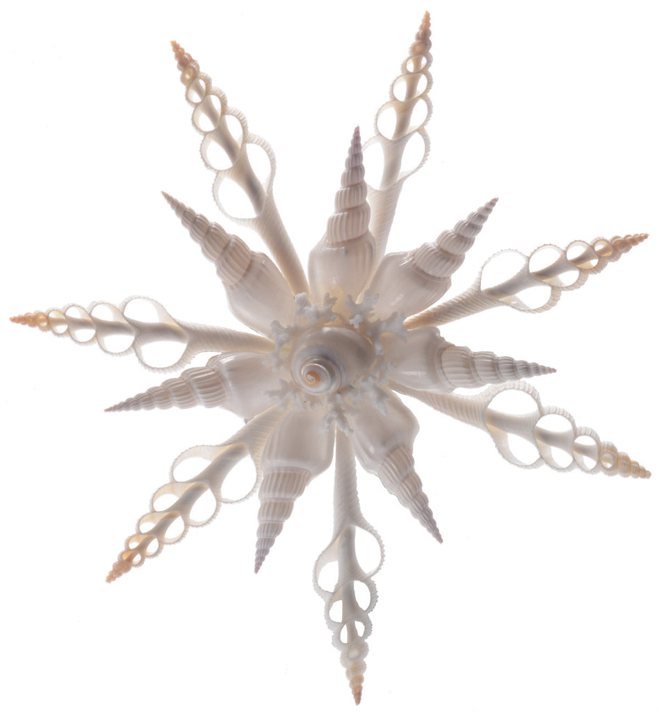 White Seashell Star Tree Top