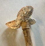 Windmill Abalone Bloom