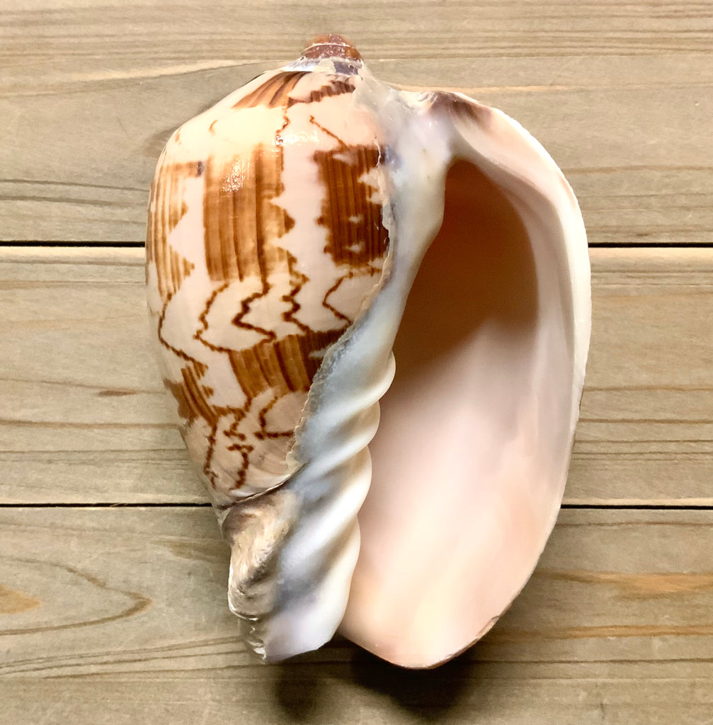 Outside Volute Shell Assembly Volute Shell – Sea Things Ventura