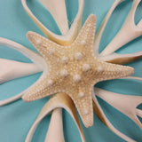 Snowflake Coral Star Shell Ornament