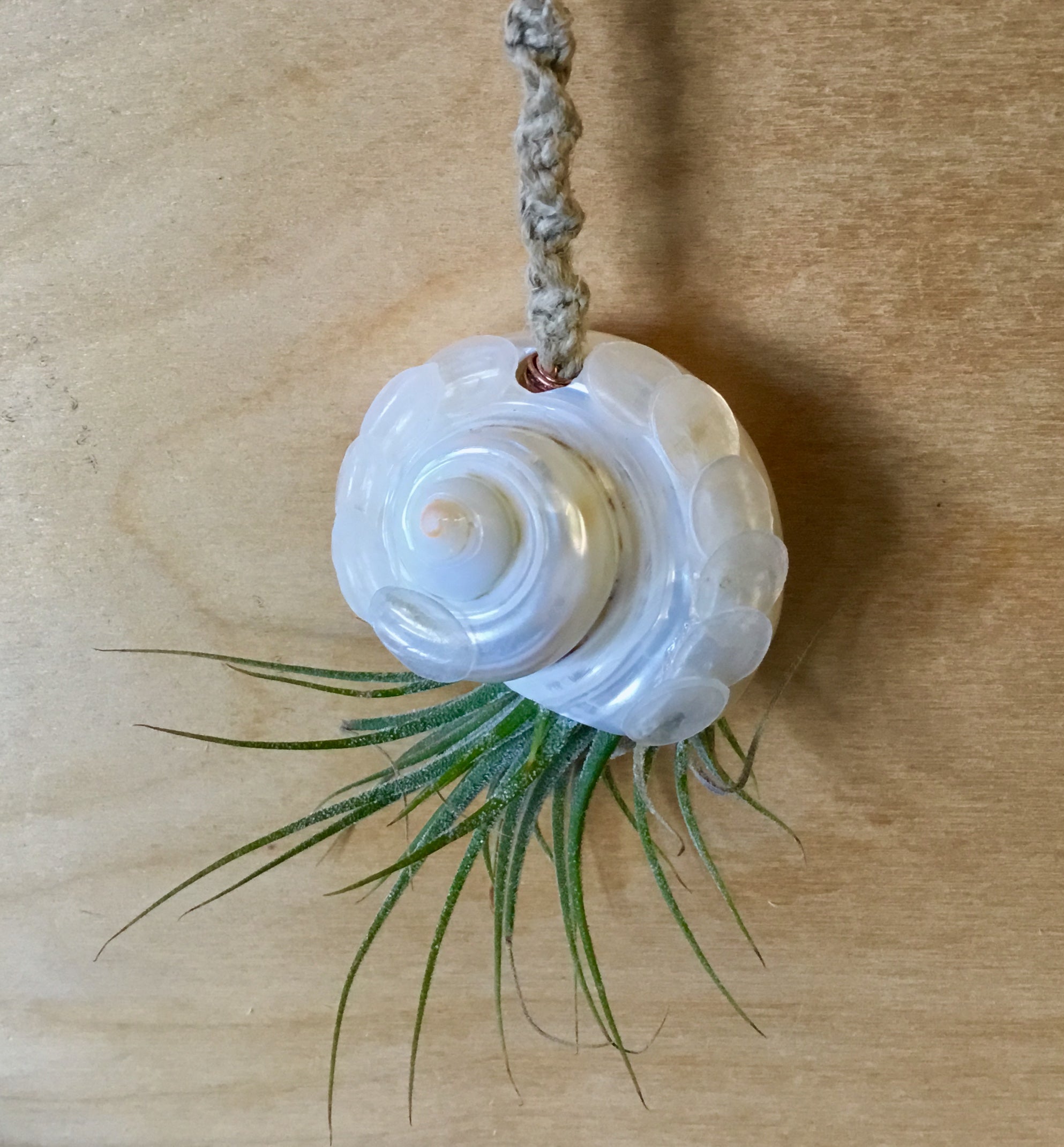 air plant necklace Seashell Car Charm Air Plant Hanger – Sea Things Ventura