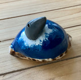 Shark Cowrie Seashell