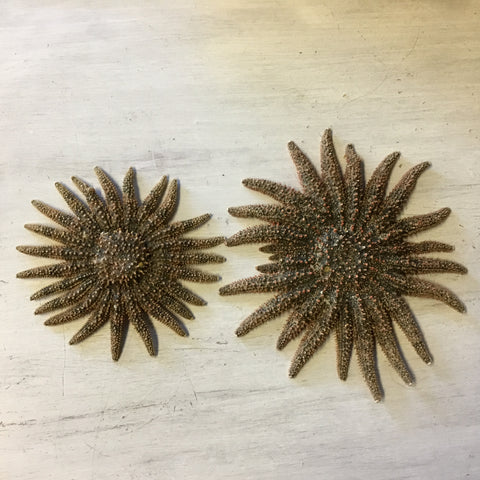 Sunflower Starfish