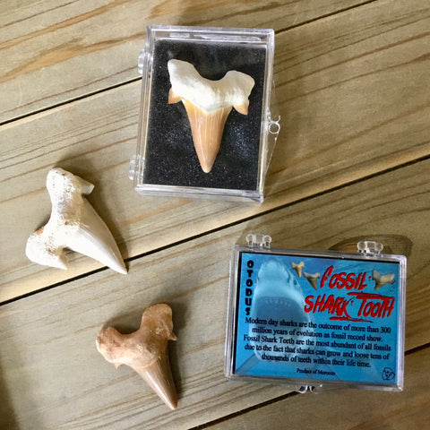 Boxed Shark Tooth