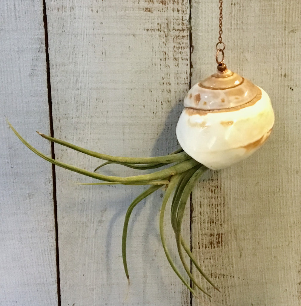 air plant in seashell Hanging Air Plant Seashell – Sea Things Ventura
