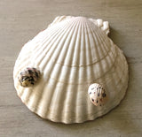 Coastal Art Shell Trinket Dish