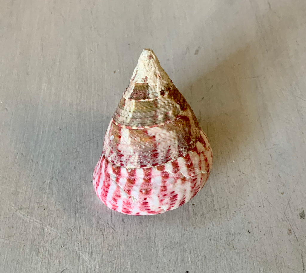 Pink Trochus Shell