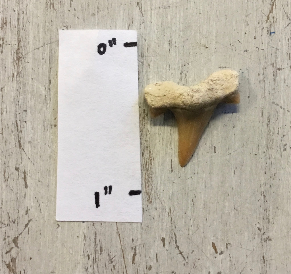 Fossil Shark Tooth