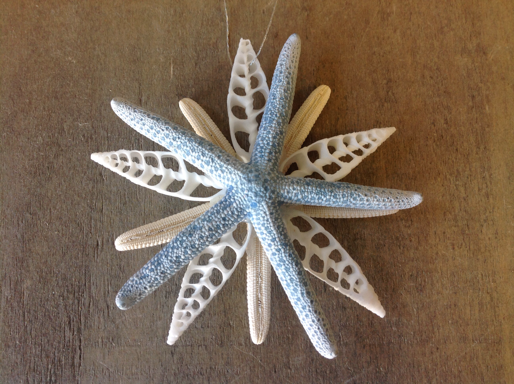 Double Star Shell Ornament