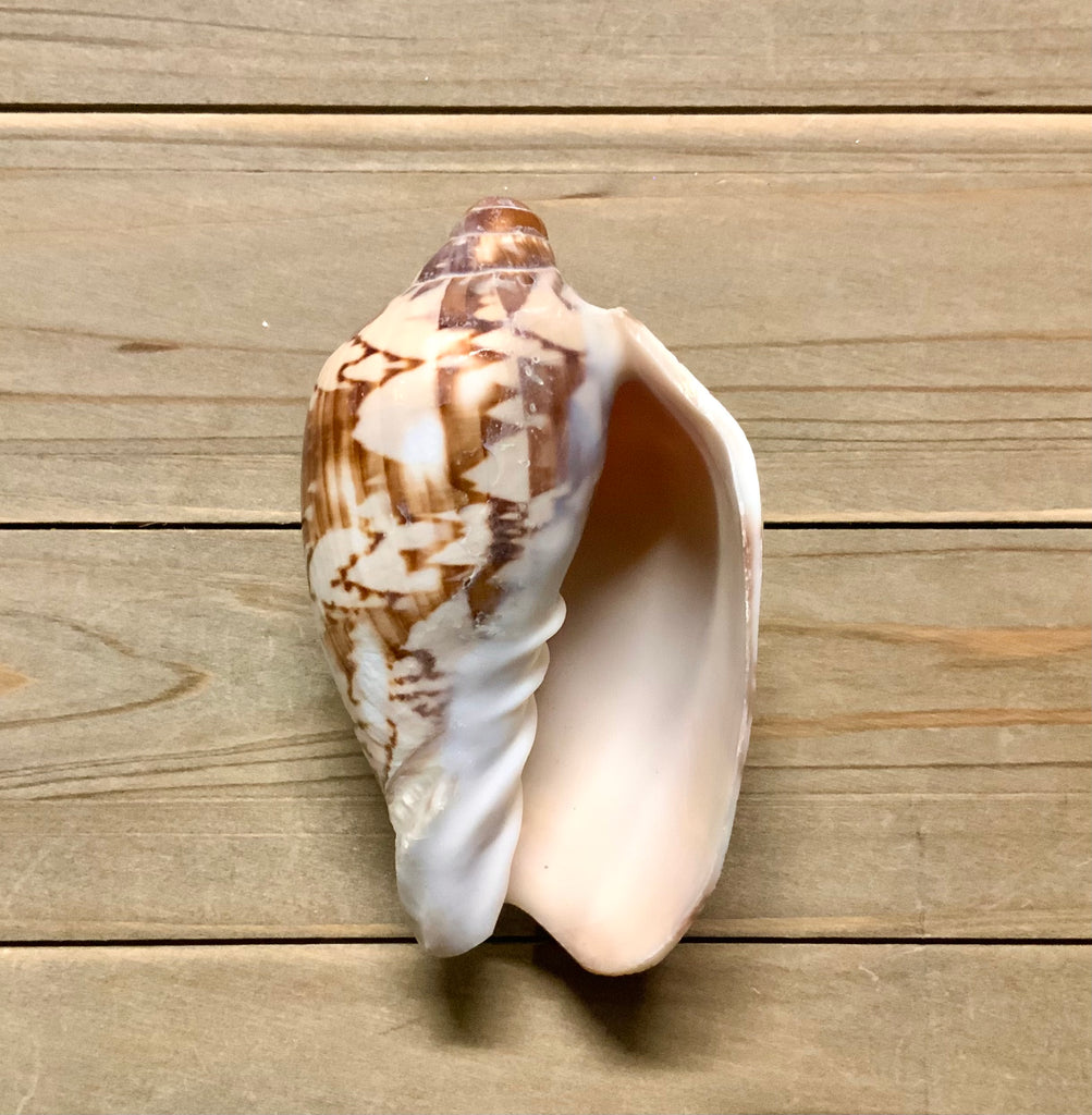 Outside Volute Shell Assembly Volute Shell – Sea Things Ventura