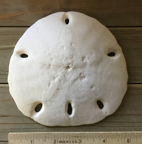 $10.50 Extra Large Sand Dollar
