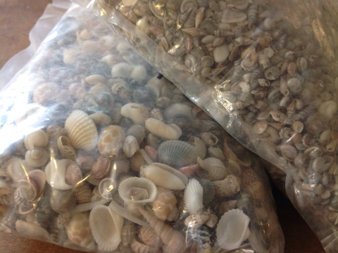 $18.00 Bulk Shells